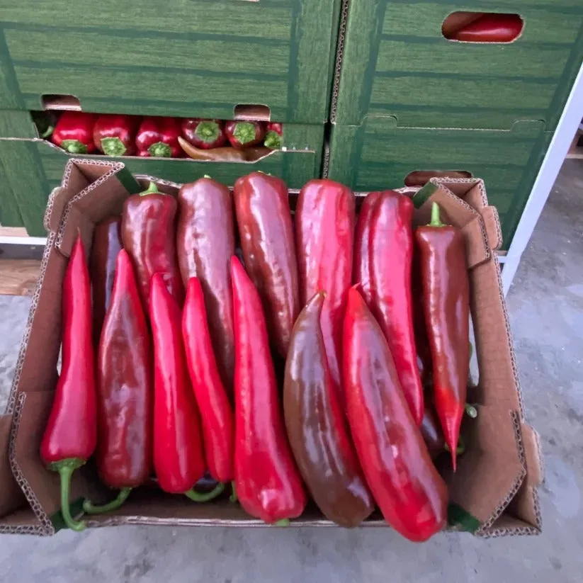 Speca të Kuq, Gajbe 5 kg